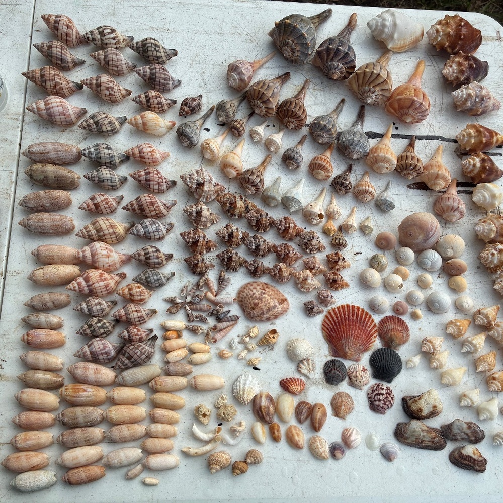 Shells